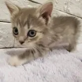 アメショー×ラグドール【群馬県・女の子・2023年5月29日・シルバータビー】の写真2