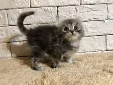 アメリカンカール【群馬県・男の子・2018年10月12日・シルバータビー】の写真2