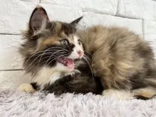 ラガマフィン×サイベリアン【群馬県・女の子・2021年6月7日・キャリコ】の写真2