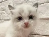 ラグドール【群馬県・男の子・2022年9月19日・ブルーポイントバイカラー】の写真3
