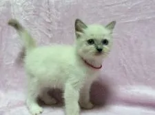 ラグドール【群馬県・女の子・2016年8月6日・ブルーポイントミテッド】の写真3