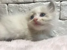 ラグドール【群馬県・男の子・2017年11月8日・ブルーポイントバイカラー】の写真3