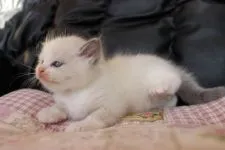 ラグドール【群馬県・男の子・2016年9月22日・ブルーポイントバイカラー】の写真3