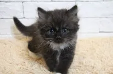 ラグドール×チンチラゴールデン【群馬県・女の子・2021年8月8日・ブラック&ホワイト】の写真3