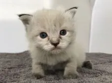 ラグドール【群馬県・女の子・2017年7月26日・シールリンクスポイント】の写真3