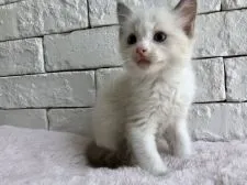 ラグドール【群馬県・男の子・2018年6月25日・ブルーポイントバイカラー】の写真4