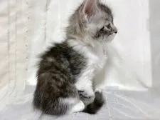 メインクーン【群馬県・女の子・2019年9月21日・シルバータビー&ホワイト】の写真4