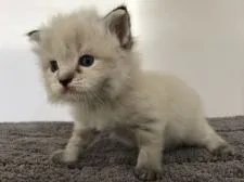 ラグドール【群馬県・女の子・2017年7月26日・シールリンクスポイント】の写真4