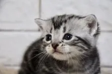 アメリカンショートヘア【群馬県・男の子・2019年10月15日・シルバータビー】の写真4