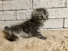 アメリカンカール【群馬県・男の子・2018年10月12日・シルバータビー】の写真4