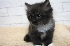 ラグドール×チンチラゴールデン【群馬県・女の子・2021年8月8日・ブラック&ホワイト】の写真4