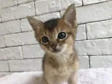 ソマリ【群馬県・男の子・2018年2月16日・ルディ】の写真4