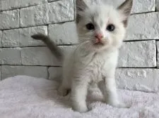 ラグドール【群馬県・男の子・2018年6月25日・ブルーポイントバイカラー】の写真5