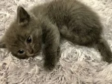 ソマリ×アメショー【群馬県・男の子・2019年5月30日・ブルー】の写真5