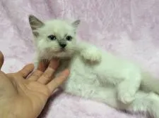 ラグドール【群馬県・女の子・2016年8月6日・ブルーポイントミテッド】の写真5