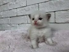 ラグドール【群馬県・男の子・2018年6月25日・ブルーポイントバイカラー】の写真5