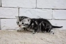 アメリカンショートヘア【群馬県・男の子・2019年10月15日・シルバータビー】の写真5