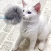 ラグドール【群馬県・女の子・2025年7月20日・ブルートーティーポイントバイカラー】の写真13