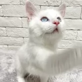 ラグドール【群馬県・女の子・2025年7月20日・ブルートーティーポイントバイカラー】の写真12