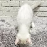 ラグドール【群馬県・女の子・2025年7月20日・ブルートーティーポイントバイカラー】の写真10