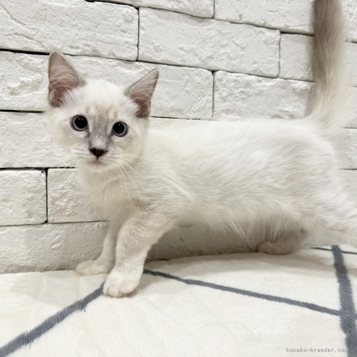 ブリーダー画像