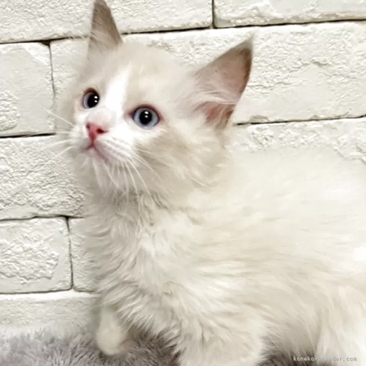 ラグドール【群馬県・男の子・2025年10月3日・ブルーポイントバイカラー】の写真1