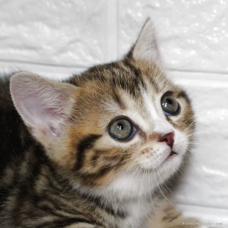 マンチカン(短足)【群馬県・女の子・2025年6月1日・ブラウンタビー】の写真1