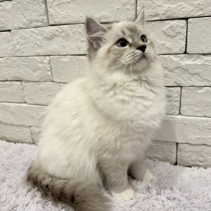 ID:2411-00363の子猫
