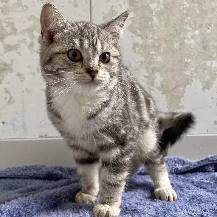 y 様のお迎えした子猫