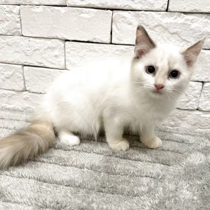 ラグドール【群馬県・女の子・2025年4月4日・ブルートーティーポイントバイカラー】の写真1