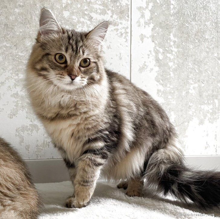 ふらり 様のお迎えした子猫