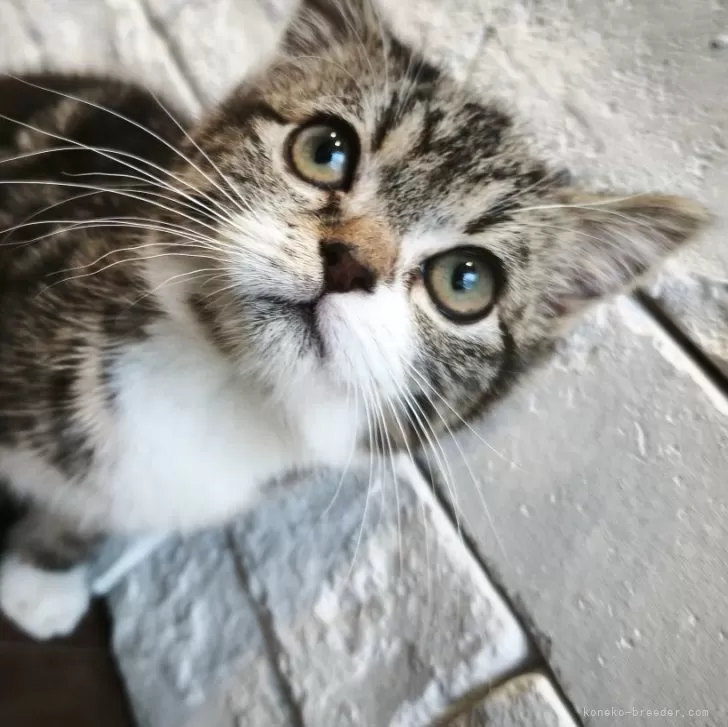 ID:2411-01865の子猫