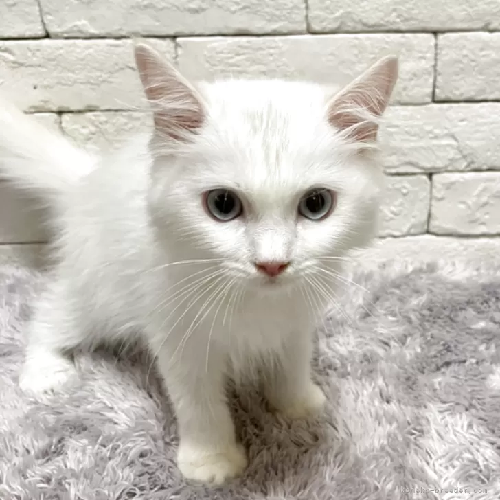 ID:2508-02760の子猫