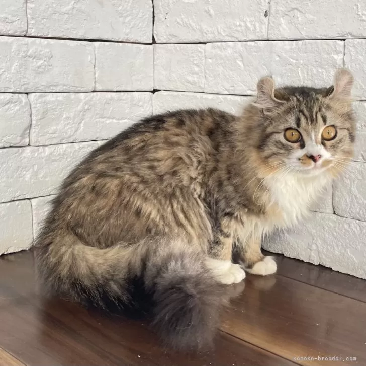 みっちー 様のお迎えした子猫