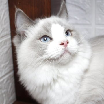 ラグドール【群馬県・男の子・2025年6月11日・ブルーポイントバイカラー】の写真「可愛い男の子💕」