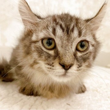 アメリカンカール×マンチカン(短足)【群馬県・男の子・2025年9月1日・ブラウンタビー】の写真「かわいい男の子🎵短足」