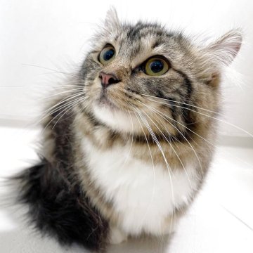 マンチカン✖️アメリカンカール【群馬県・女の子・2024年9月11日・ブラウンタビー】の写真「可愛い女の子💕」