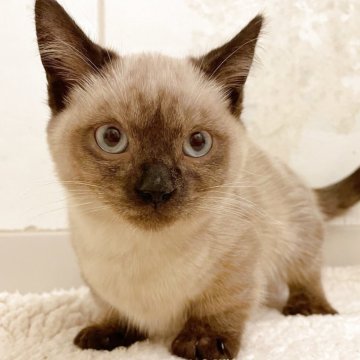 アメリカンカール×マンチカン(短足)【群馬県・男の子・2025年8月14日・ブラウン】の写真「かわいい男の子🎵短足」