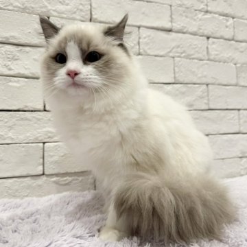 ラグドール【群馬県・女の子・2024年7月27日・ブルーポイントバイカラー】の写真「お耳の掃除の時だけ寝たふりをして女優になります❤️」