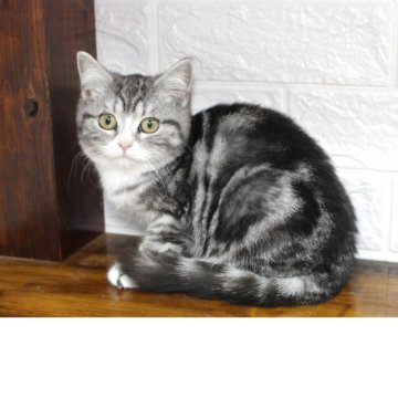 ミックス【群馬県・女の子・2025年7月1日・シルバータビー&ホワイト】の写真「可愛い女の子💖」