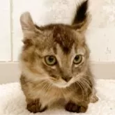 アメリカンカール×マンチカン(短足)