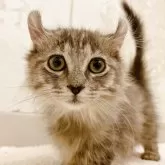 アメリカンカール×マンチカン(短足)