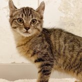 マンチカン✖️アメリカンカール