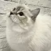 ラグドール【群馬県・女の子・2024年8月13日・ブルーリンクスポイントミテッド】の写真1