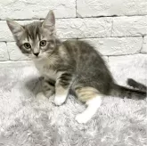 ラグドール×アメショ