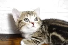 マンチカン(短足)【群馬県・女の子・2025年6月1日・ブラウンタビー】の写真2