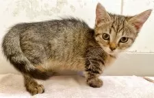 マンチカン✖️アメリカンカール【群馬県・女の子・2025年2月20日・ブラウンタビー】の写真2