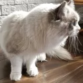 ラグドール【群馬県・男の子・2025年3月25日・ブルーポイントバイカラー】の写真2