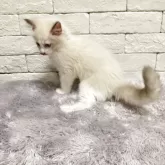 ラグドール【群馬県・男の子・2025年10月3日・ブルーポイントバイカラー】の写真8