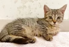 マンチカン✖️アメリカンカール【群馬県・女の子・2025年2月20日・ブラウンタビー】の写真3